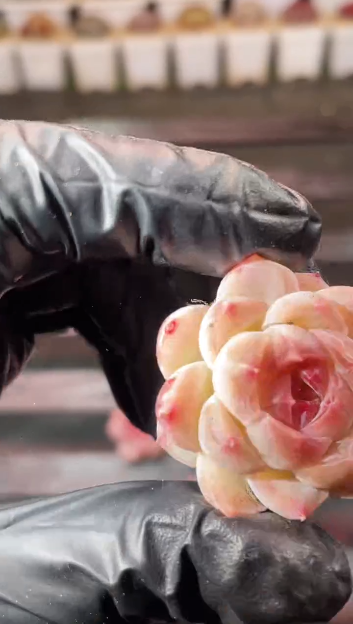 6-23小粉红超P2-3厘米量拍发一颗