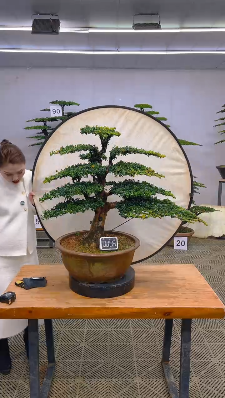 无花朵一物一拍一物一拍