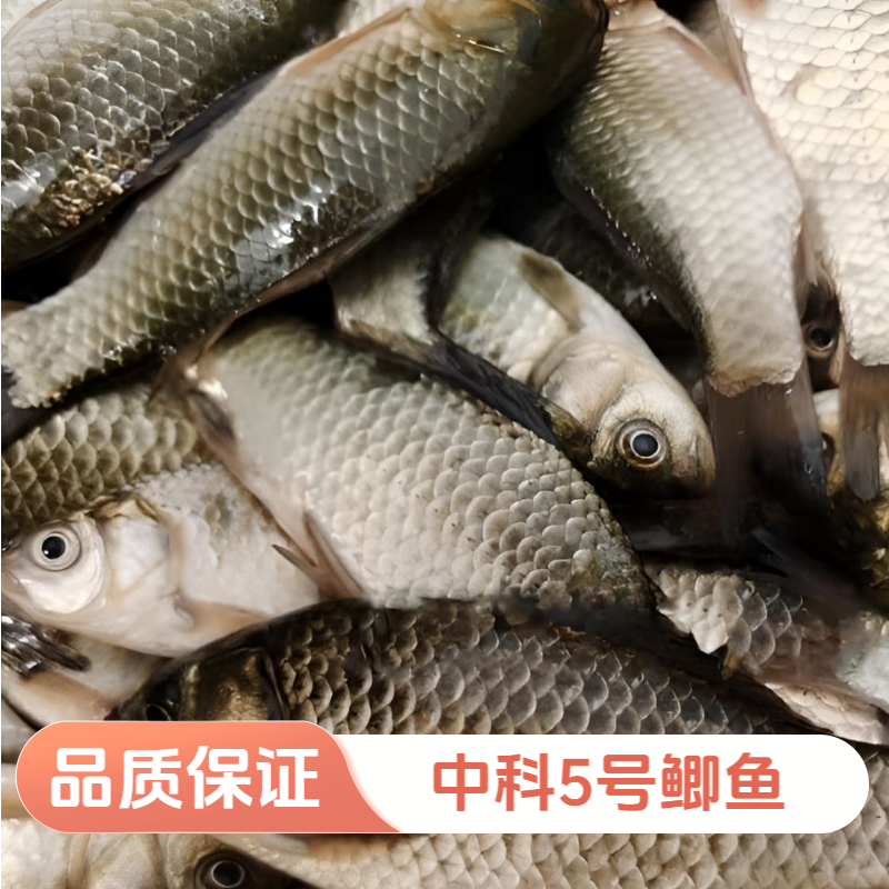 中科五号鲫鱼饲料黄金工程鲫湘云鲫高背淡水养殖活体
