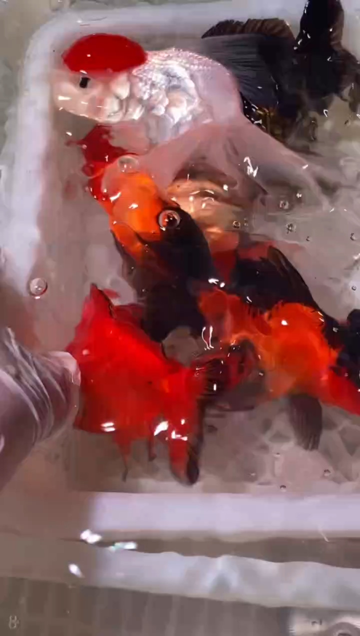 金鱼鱼之源一物一拍链接/无开箱视频不售后5