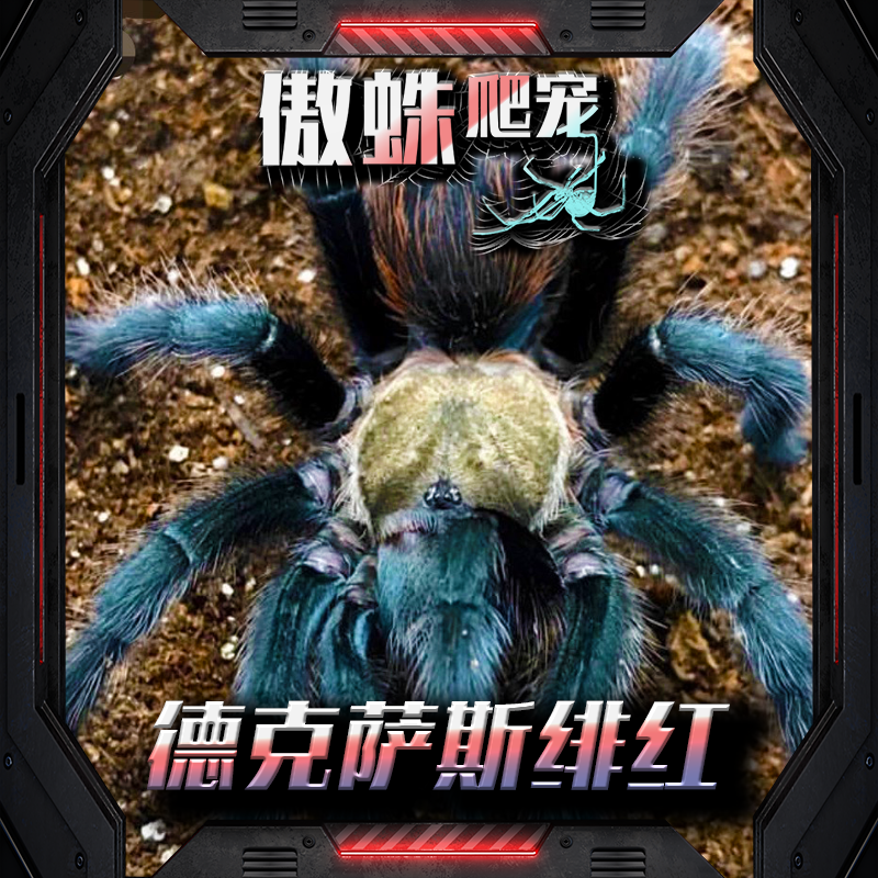 傲蛛-德克萨斯绯红宠物蜘蛛可爱温顺好饲养收藏级进阶捕食迅速凶