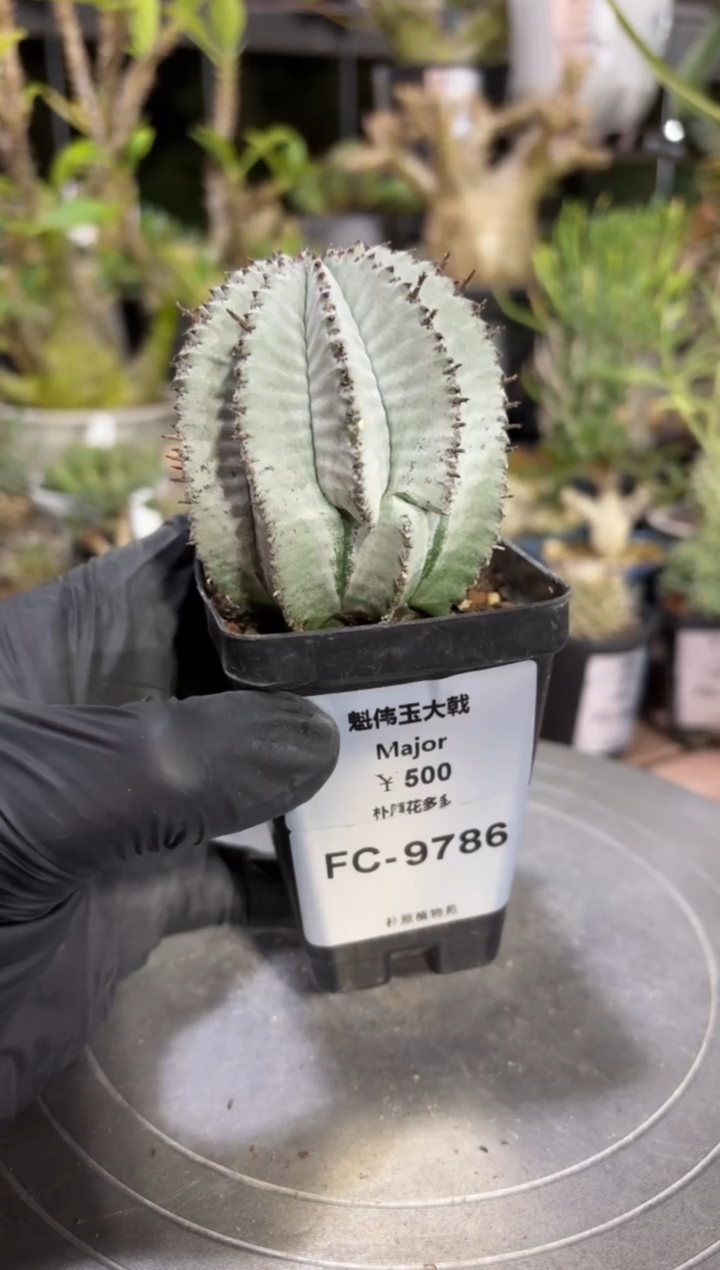 魁伟玉大戟FC-9786