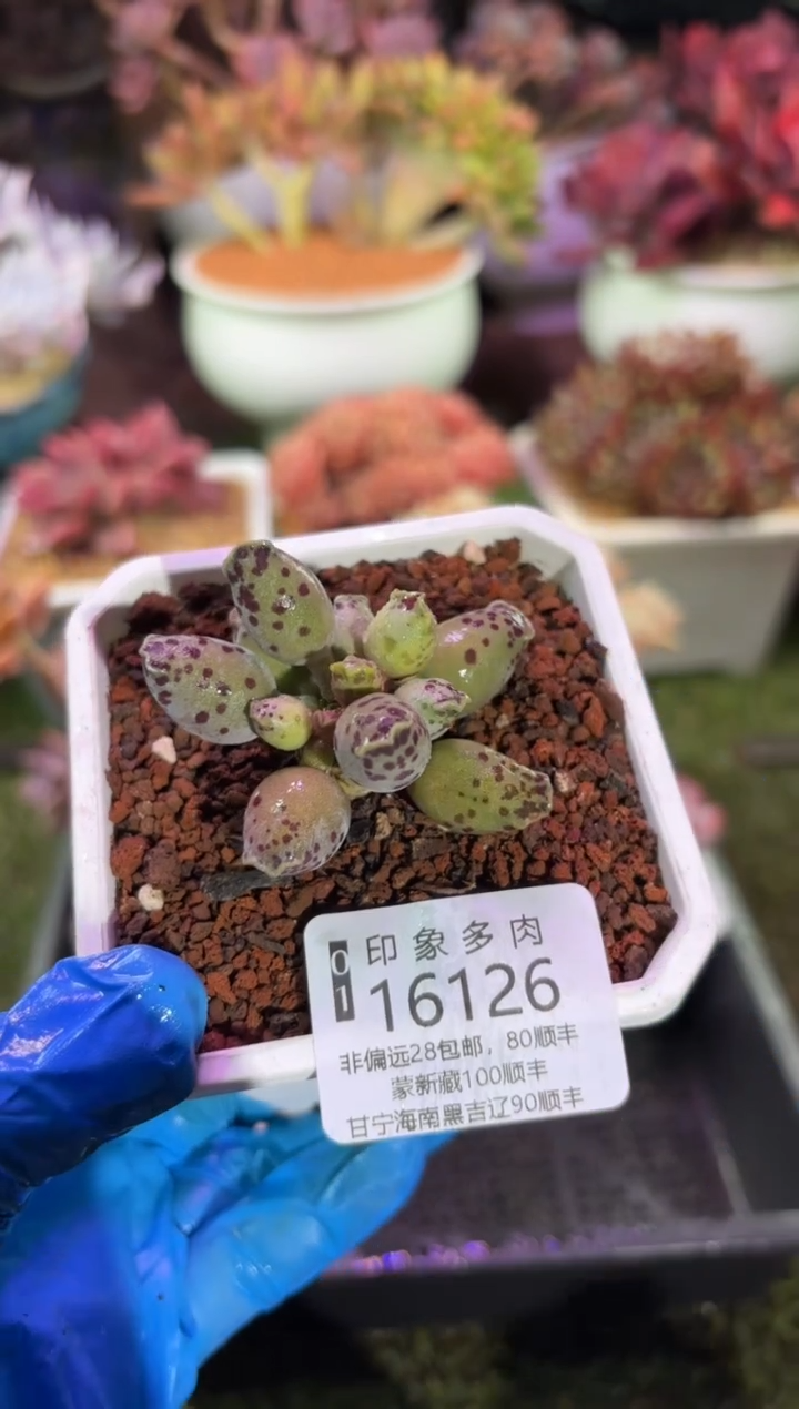 【闪购商品】16126