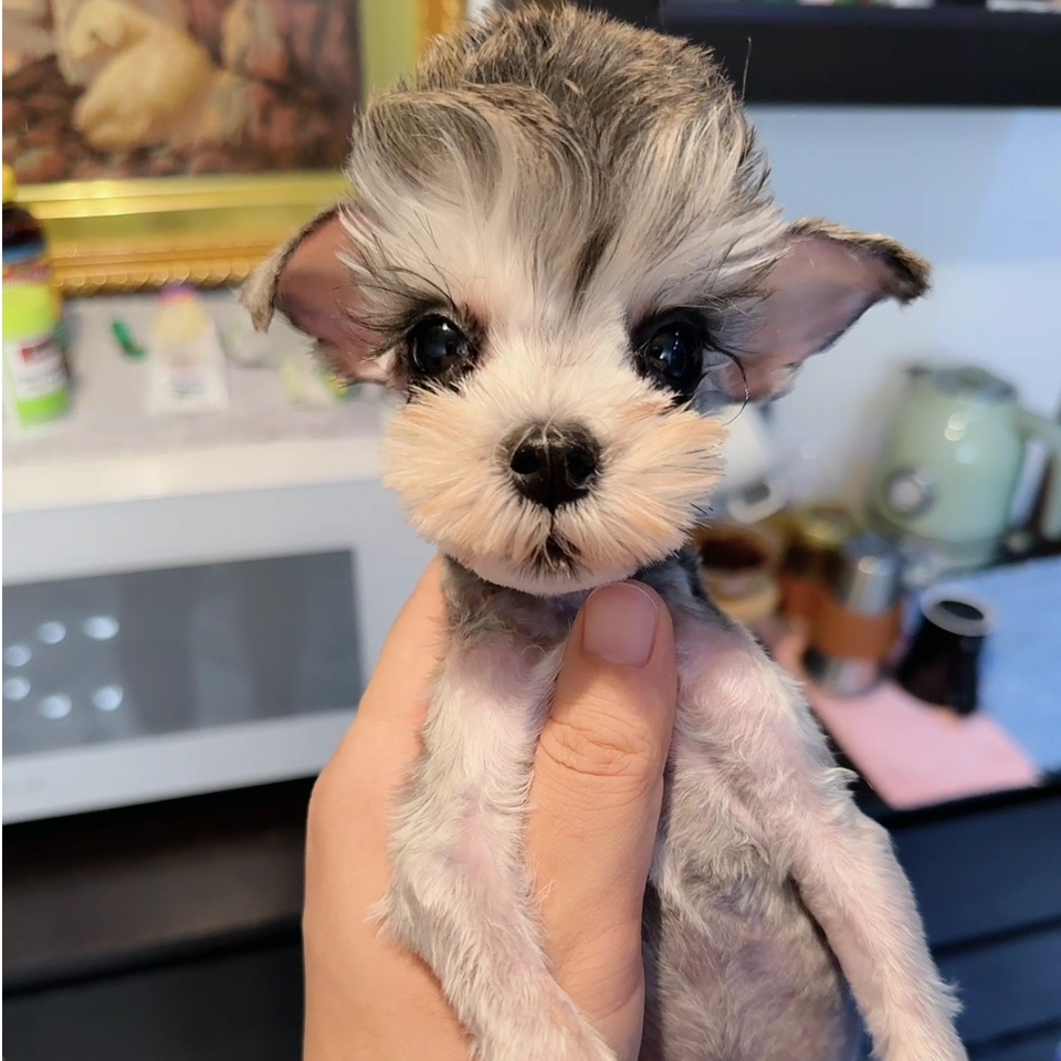 （契约雪纳瑞）精品萌系小体雪纳瑞浅椒盐咖啡色黑银色活体宠物狗