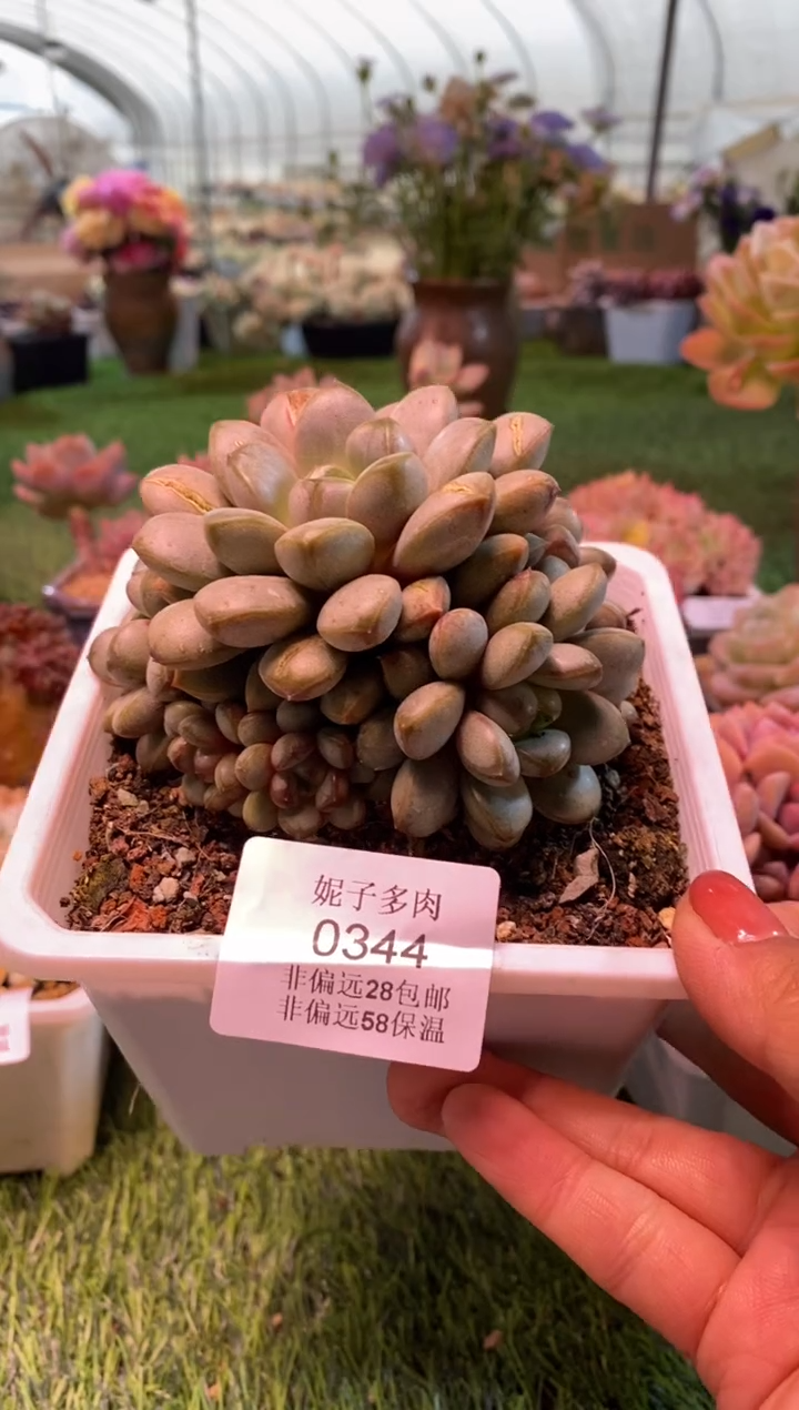 0344aa（满28包邮发货）