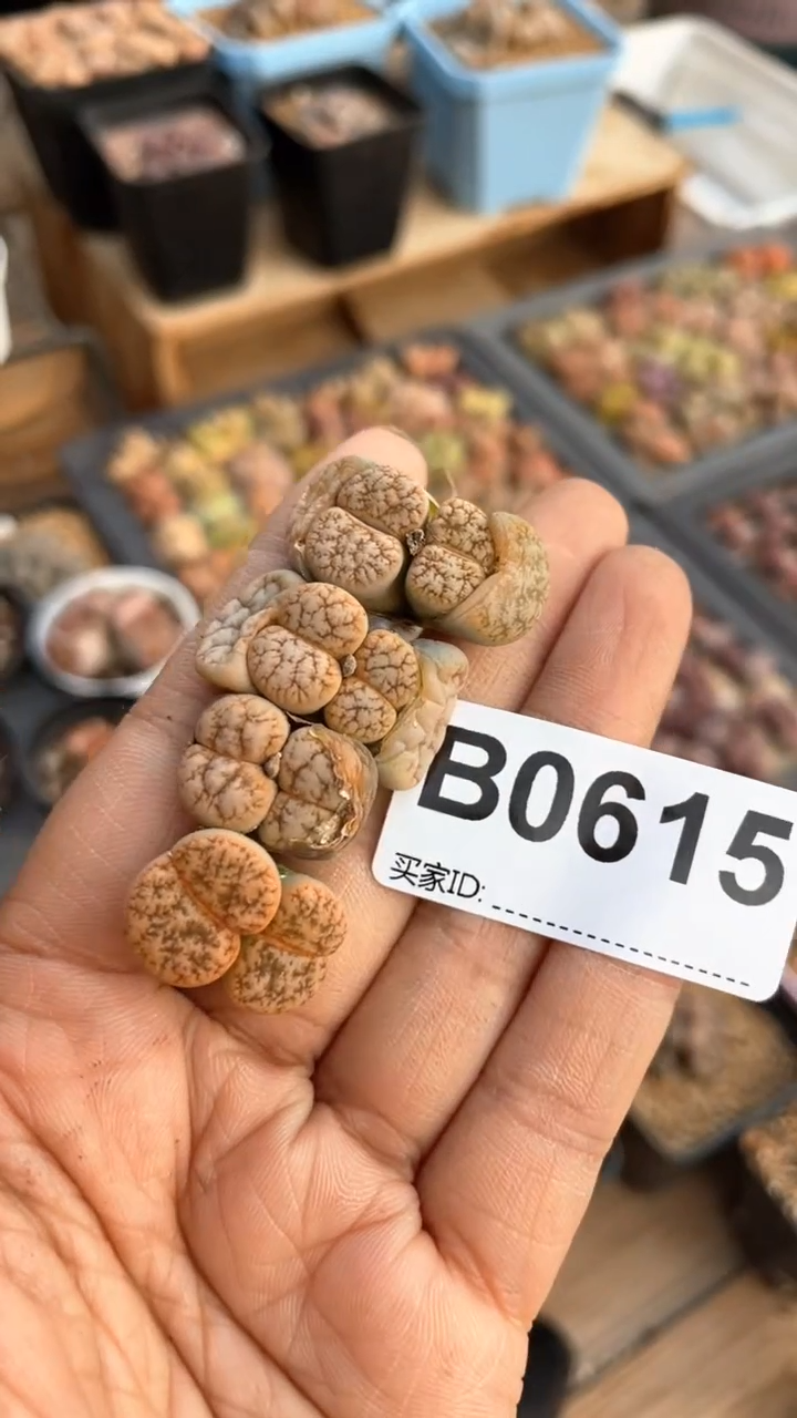 【闪购商品】0615直播一物一拍