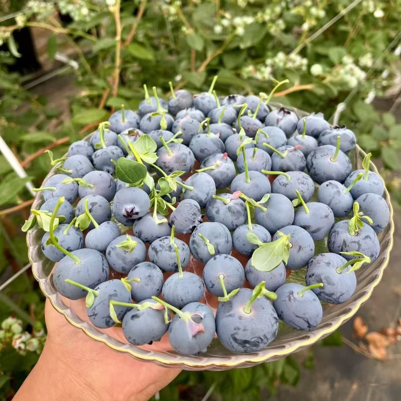 【花香蓝莓苗F6 L25】非常好养 盆栽地栽 南方北方阳台庭院种植