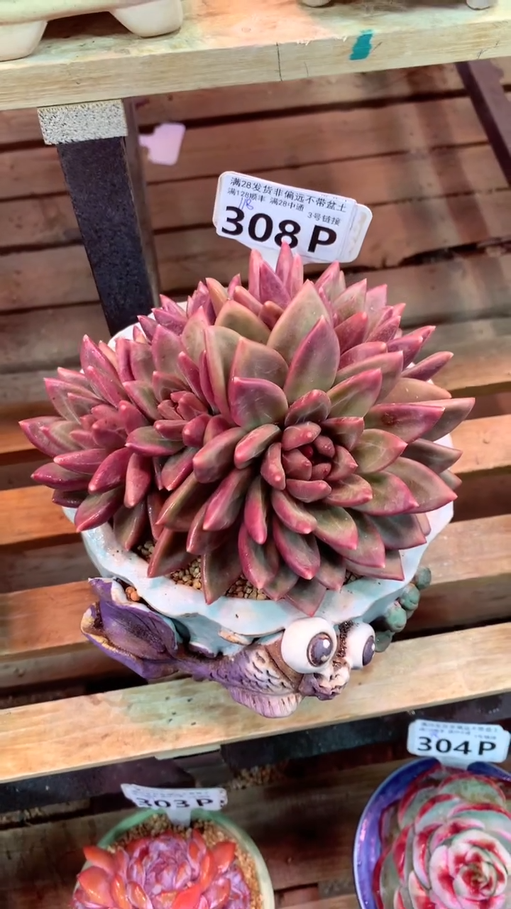 308P（一物一拍，精品多肉，所见即所得 ）