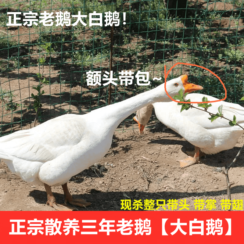 3-5年老白鹅【头上带大鼓包】老鹅煲汤带心胗冷链顺丰包邮