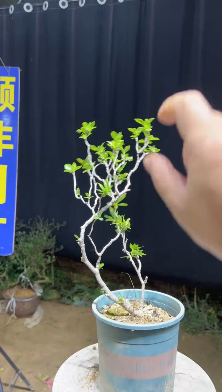 当前无花栽培后可以开花孤*海岛栀子花