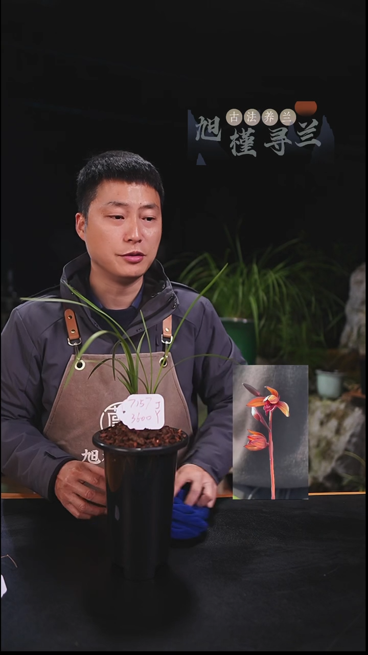 当前无花栽培后可以开花冷*格蕙兰传奇（子母两苗）寄养