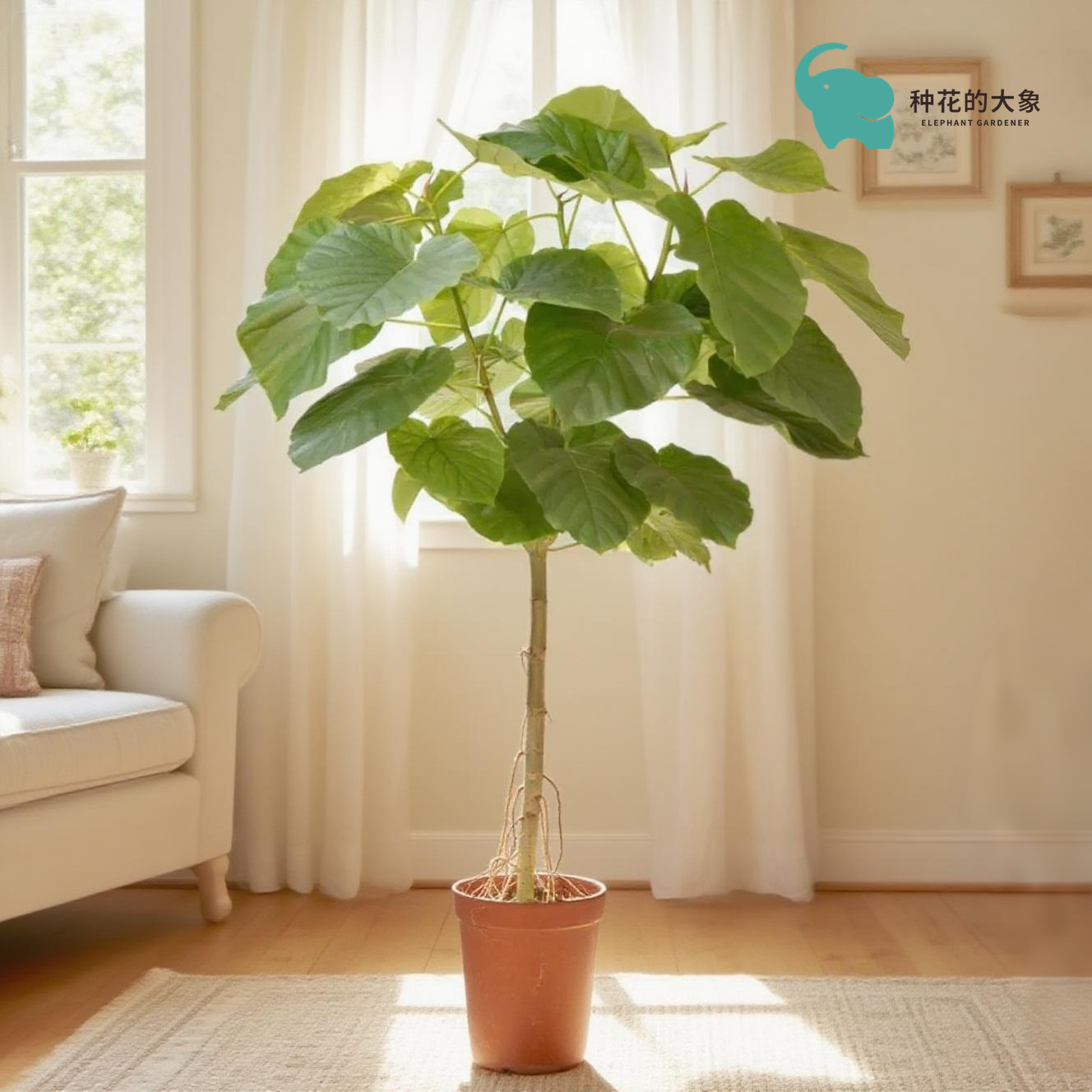 【顺丰发货】爱心榕盆栽四季绿色植物大叶客厅室内好养型基地原盆