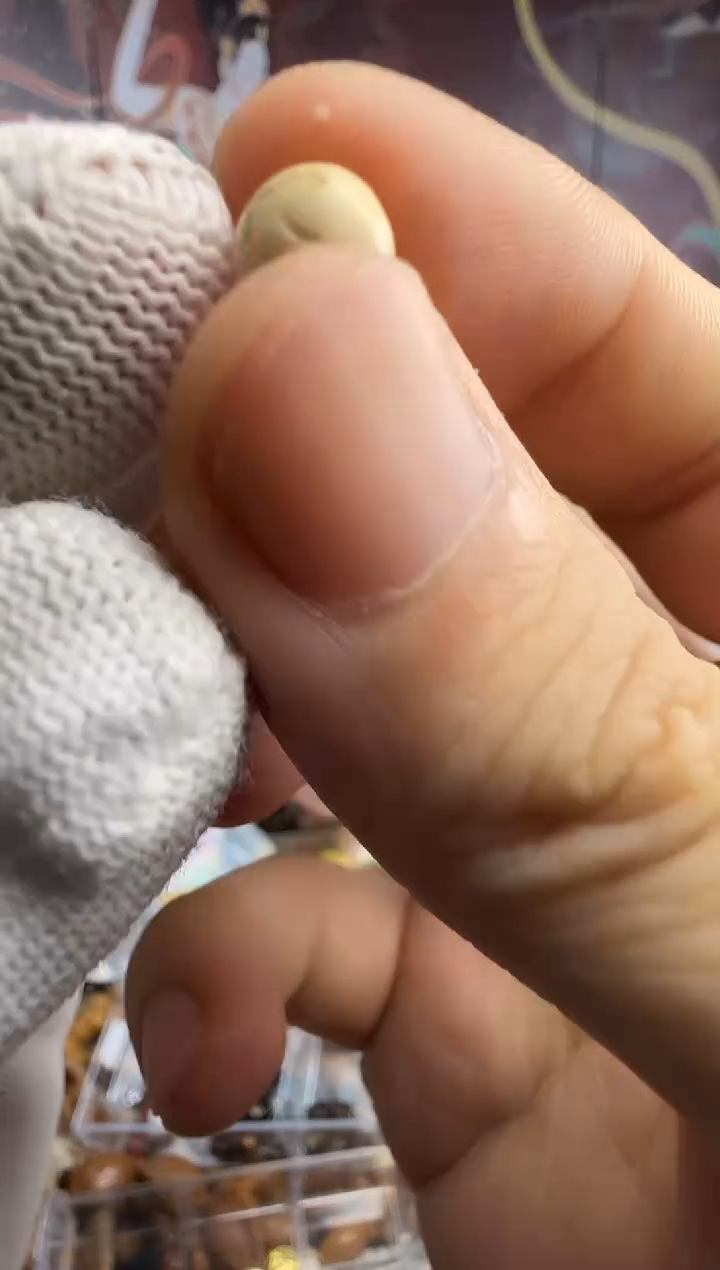 吊坠星月菩提微瑕--65--有单拍，没有单不发货