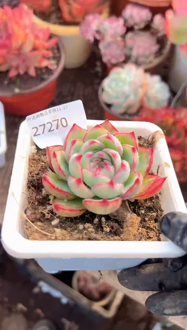 夕**美多肉植物一物一拍27270