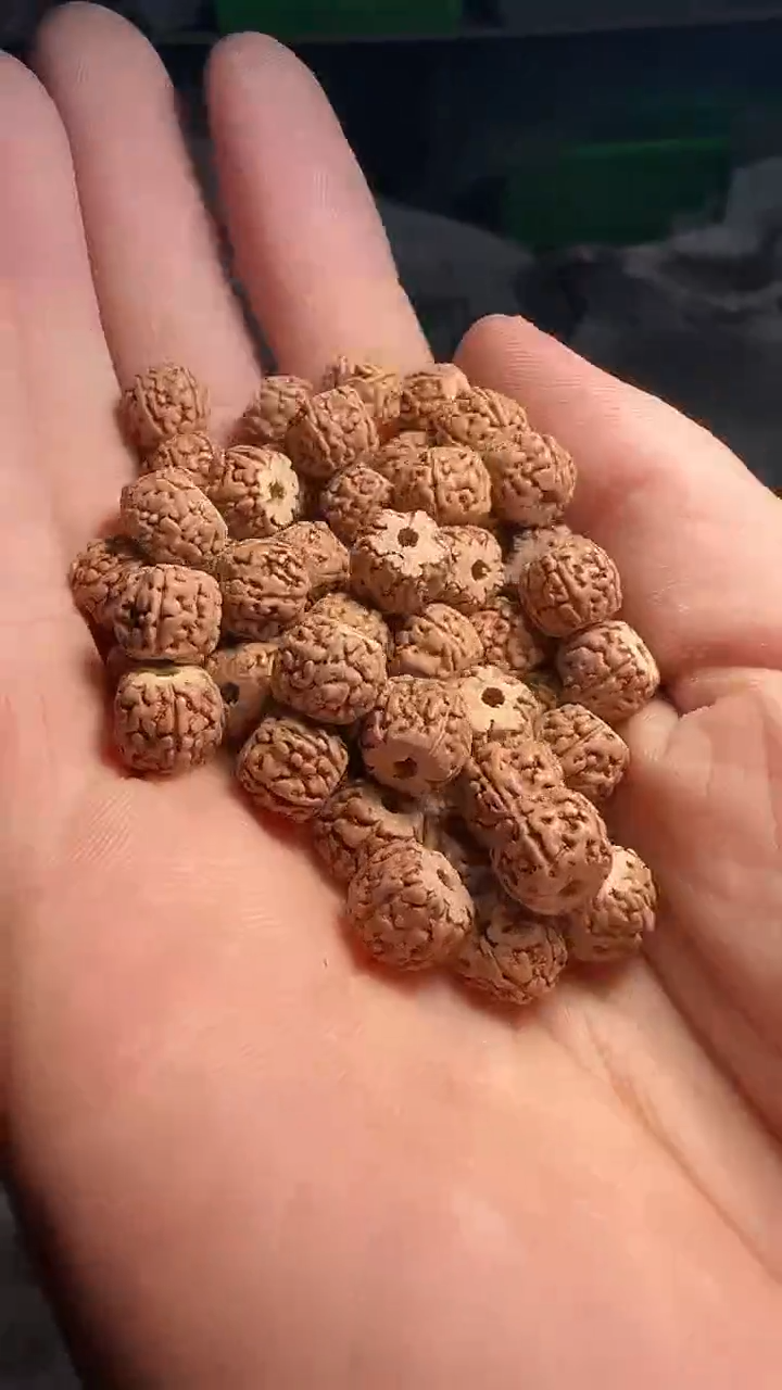 金刚菩提手串非全品龙切一代龙散籽8-9mm一份一百颗