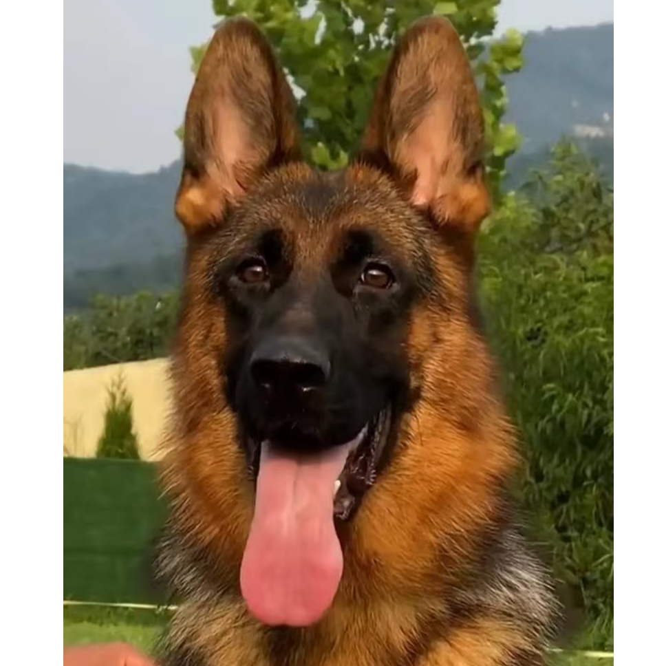 新（鸿信德牧 ）T狗狗活体