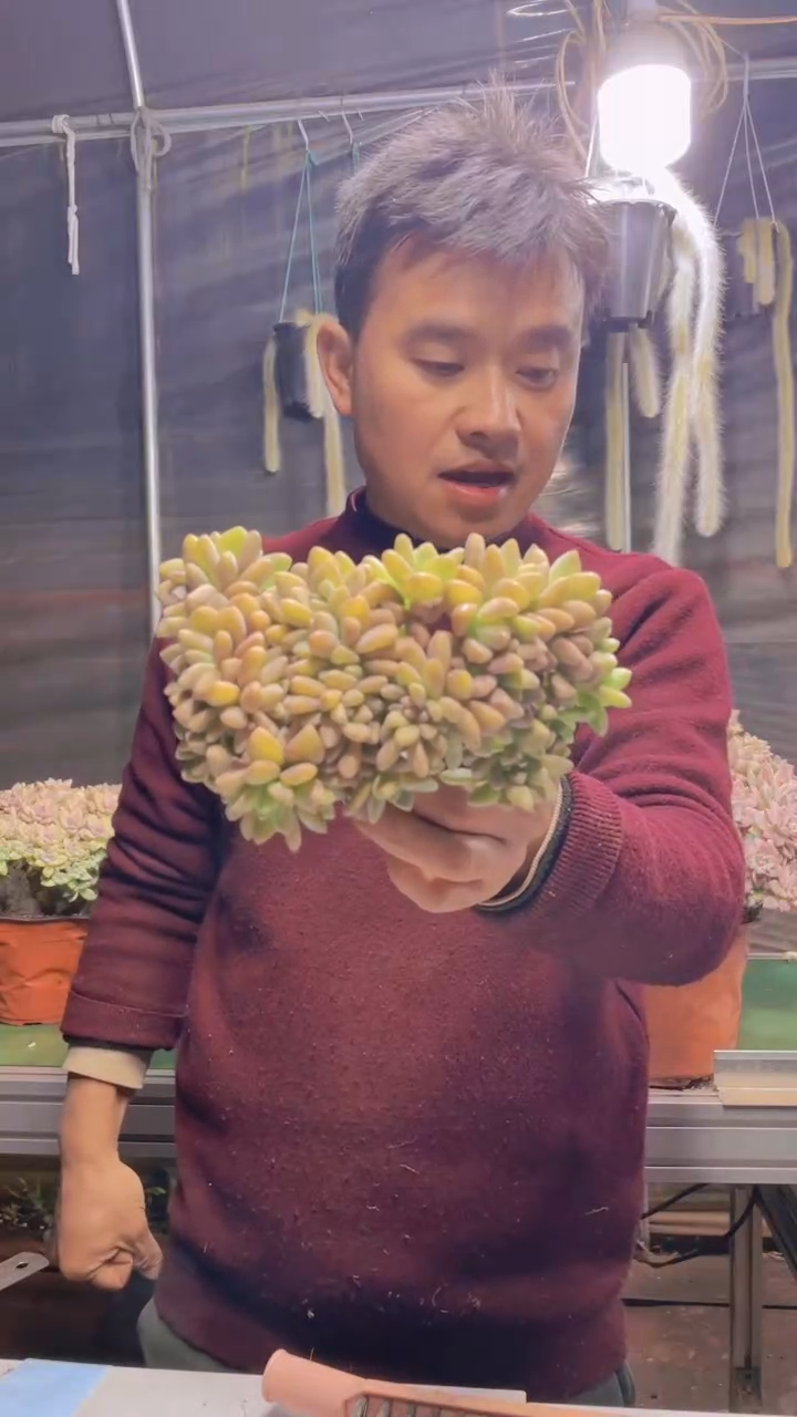 216淡雪缀化一物一拍