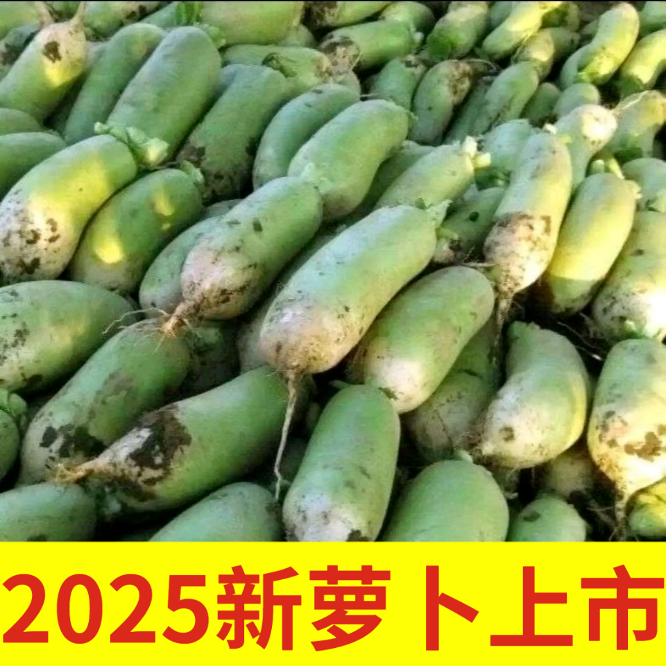 25年青萝卜10斤现挖白萝卜火锅新鲜绿萝卜生吃非水果萝卜1/5斤