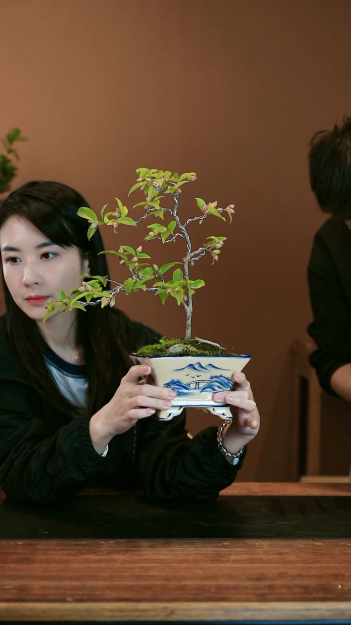 【闪购商品】盆景茶梅