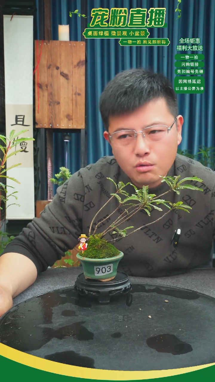 无花朵天**智苔藓微景观903号