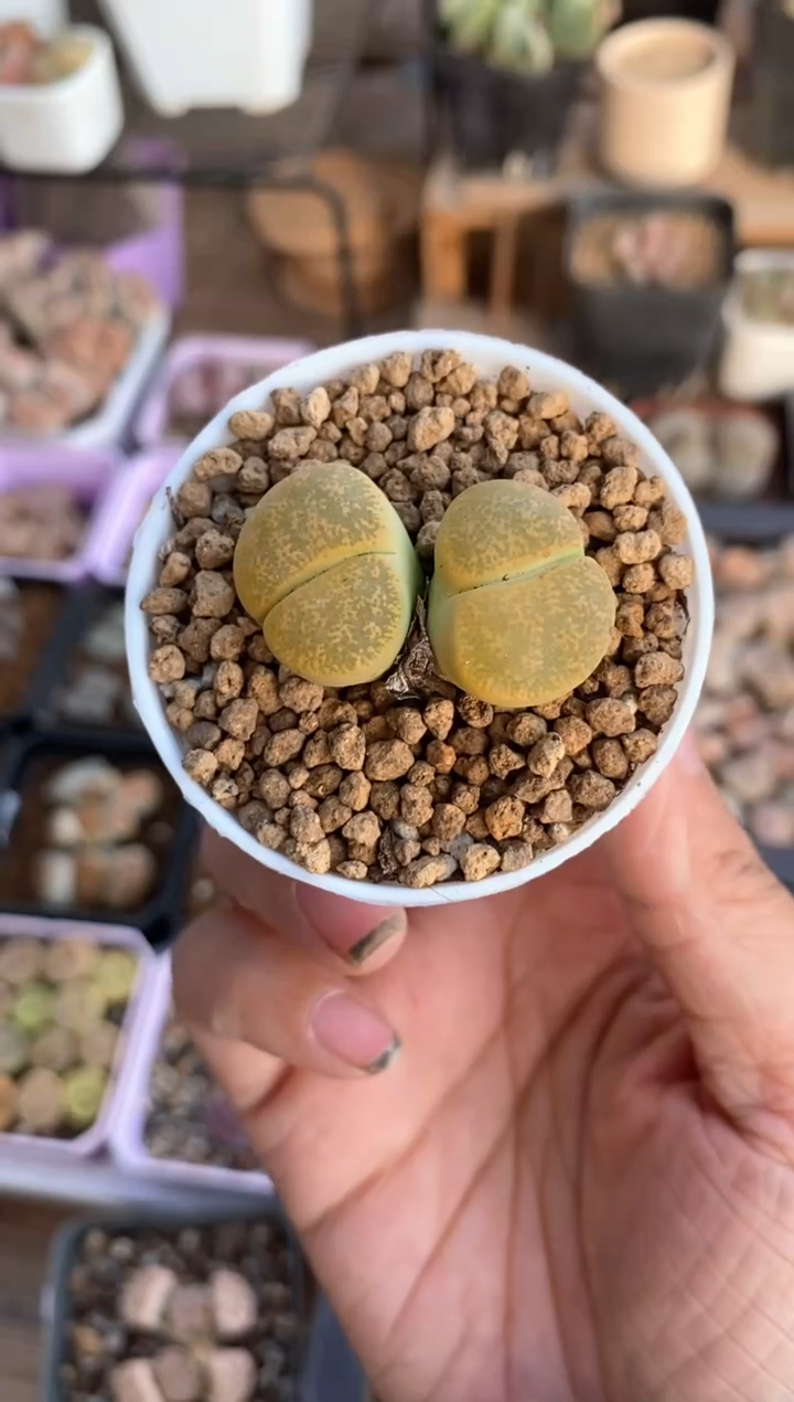 【闪购商品】7843直播一物一拍