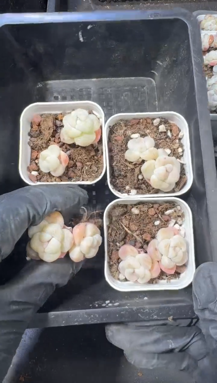 【闪购商品】30号到手1框--江北多肉