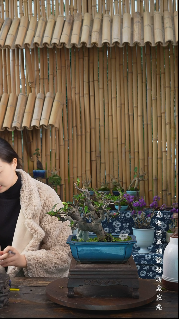 无花朵老桩盆景海棠