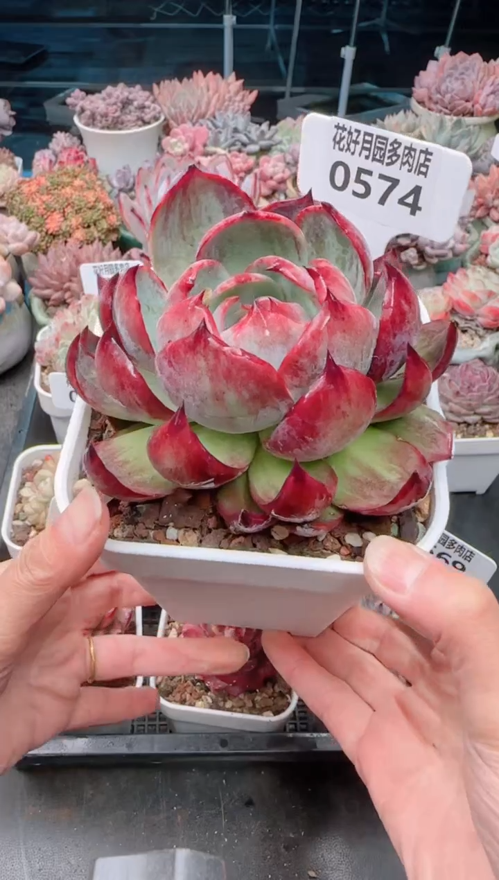 【闪购商品】0574.