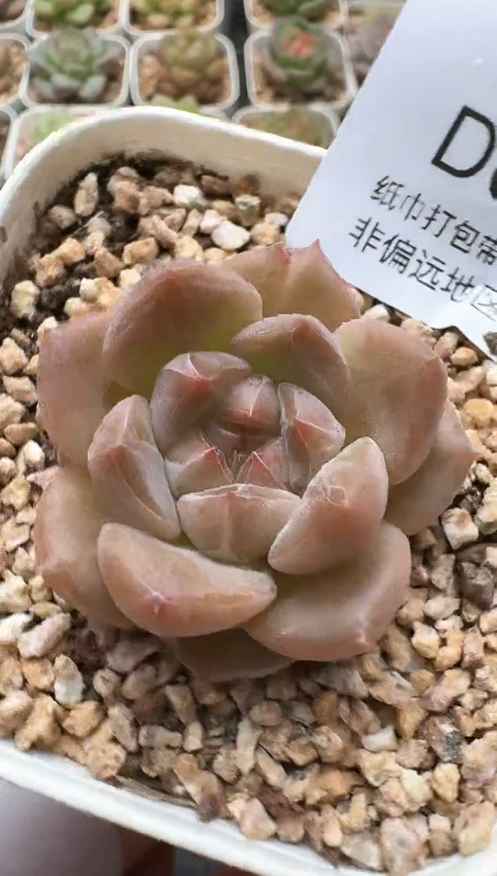 750D云禹多肉植物 带盆土纸巾打包 3颗包邮