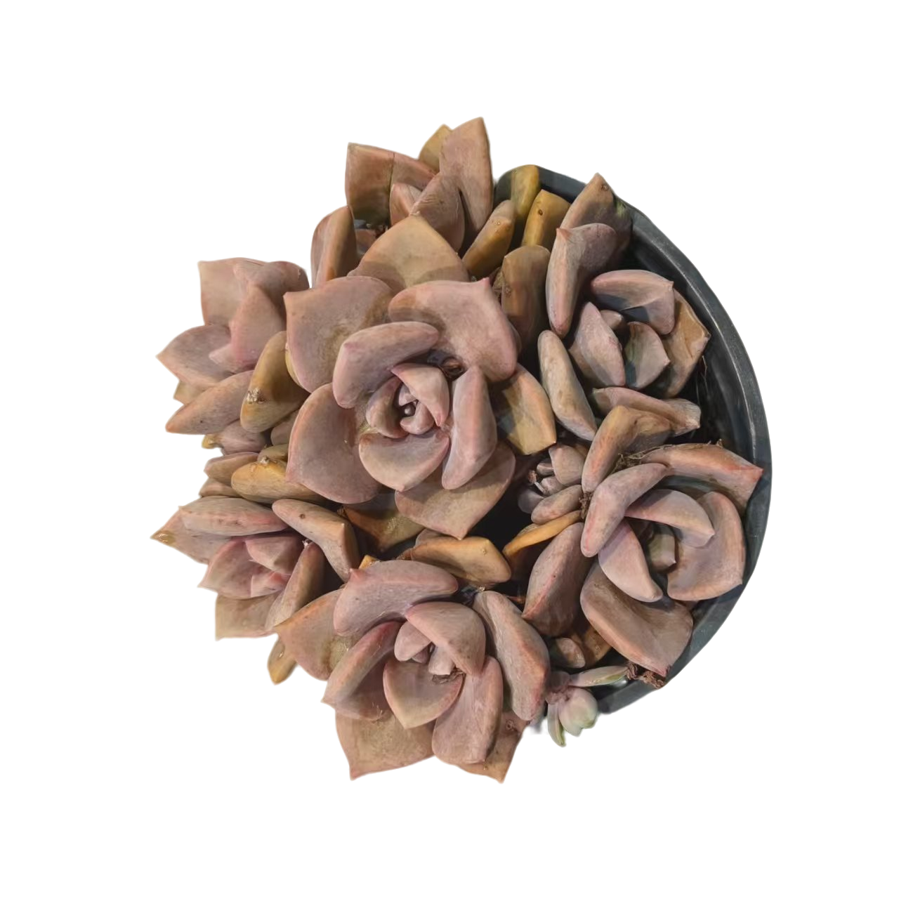 同美多肉园艺 彩虹糖  粉丝福利多肉植物 直播间实物为准