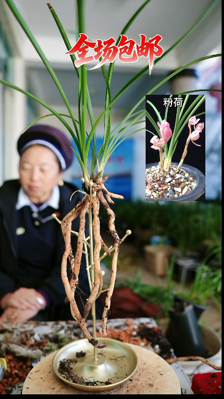 当前无花栽培后可以开花粉荷