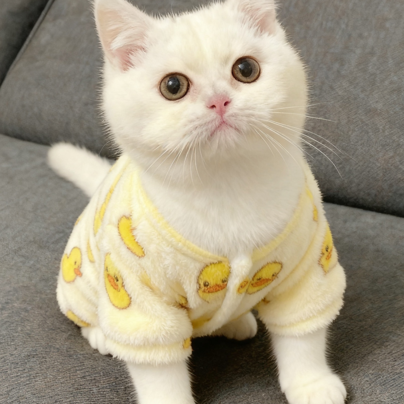 宠物秋冬衣服加绒加厚猫咪狗狗保暖可爱舒适四脚连体衣宠物居家服