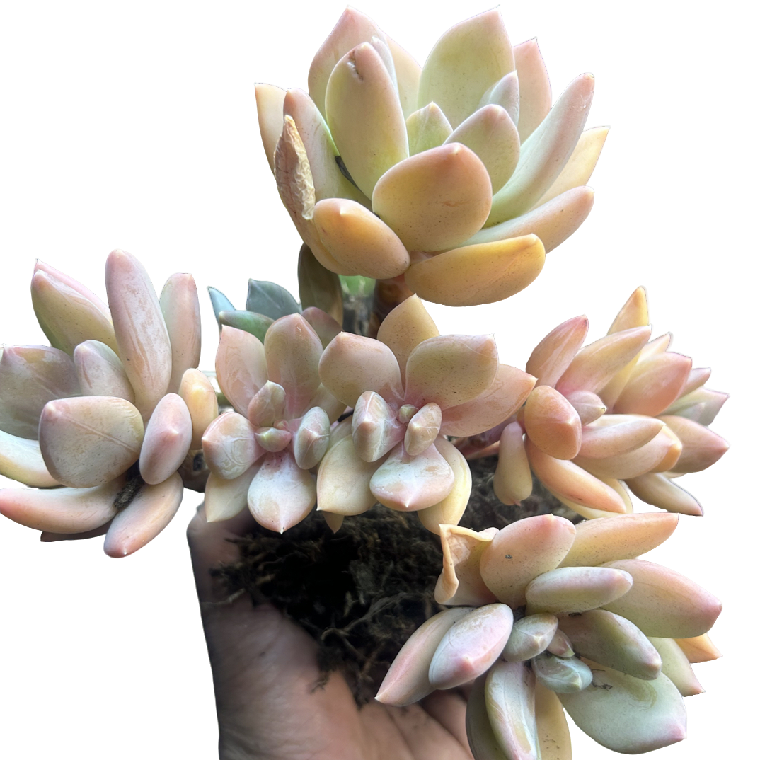 （精控海洋之心）整装老桩飘枝盆栽盆景多肉