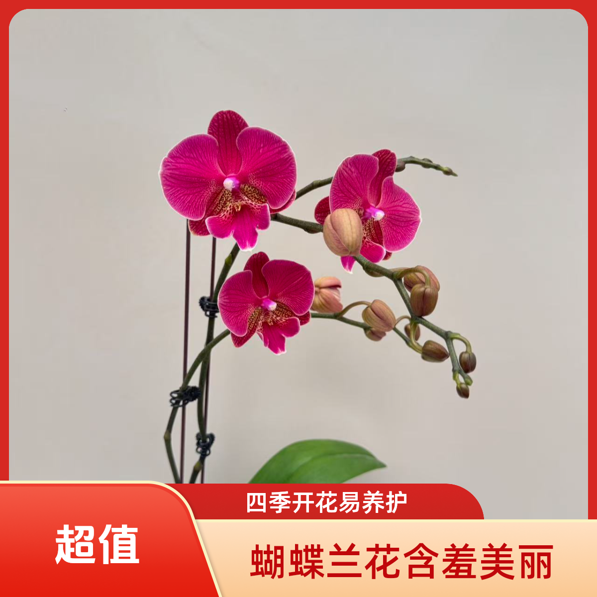 （专属）朝暮里蝴蝶兰（花木兰）双 3.0寸带花带花苞开花珠发货