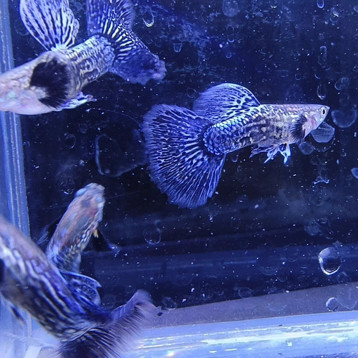 越南系紫龙精品孔雀种鱼（入缸不包损）