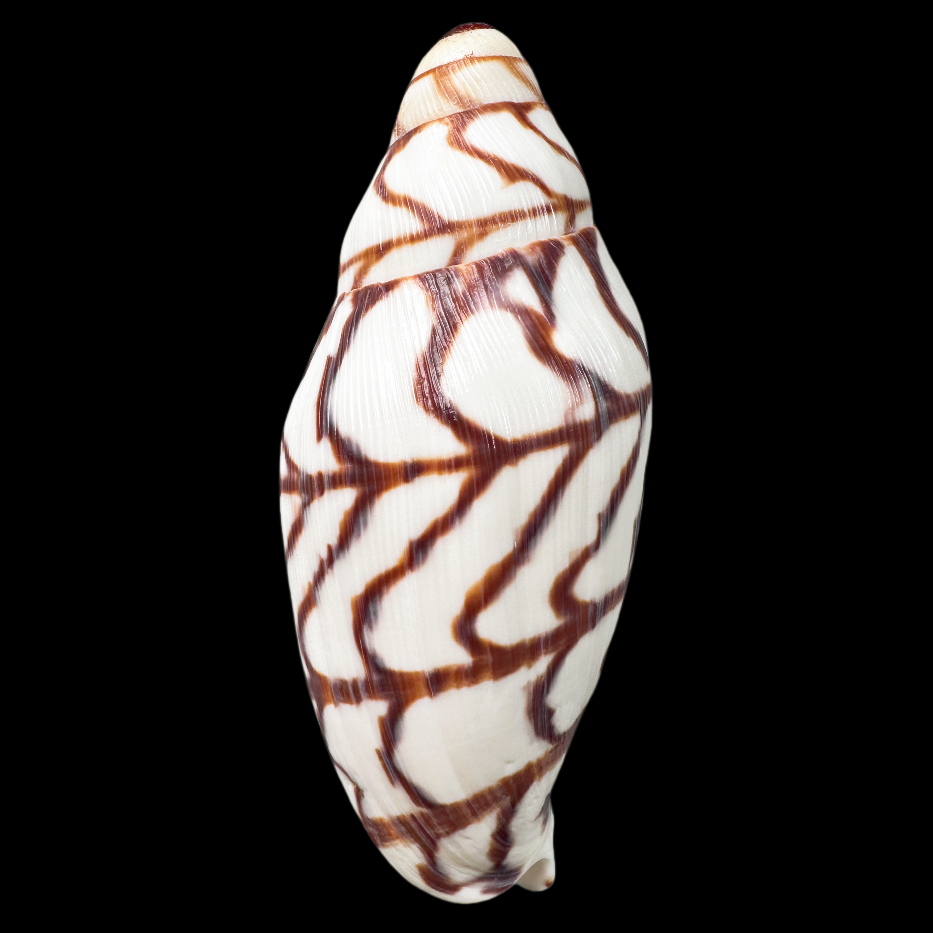 【白兰地涡螺】87mm（名贝老50珍）产地：澳大利亚 贝壳