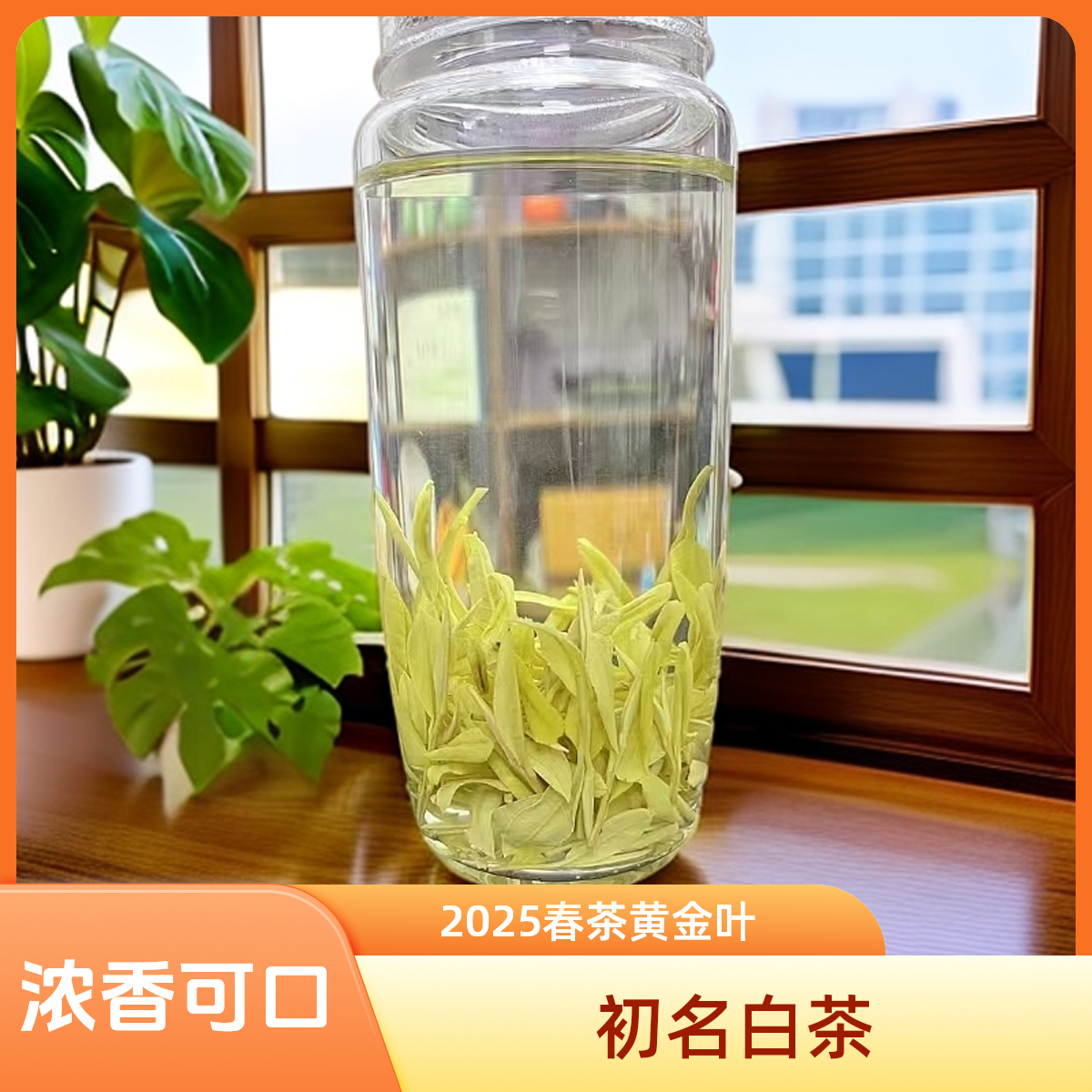 H1安吉白茶#2025年雨前安吉黄金芽豆香浓香黄金芽茶叶浙江安吉