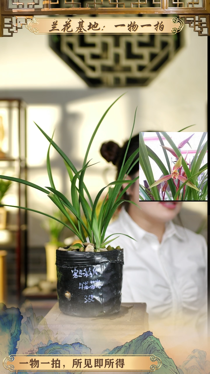 全部花苞彩霞仙子4苗花苞