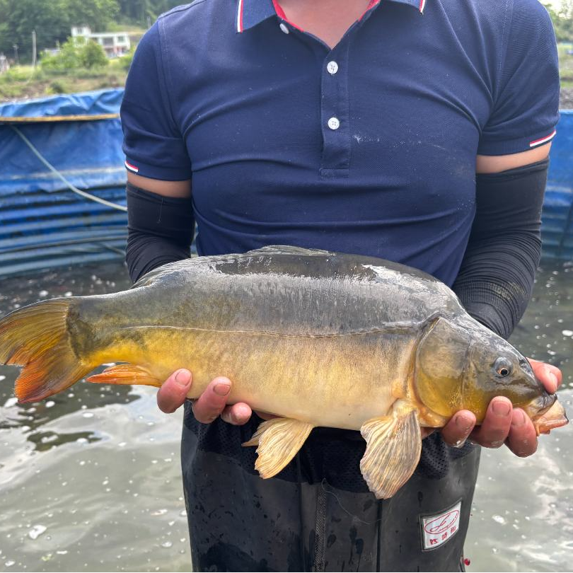 【活体】裸鲤无鳞鱼裸斑（3-9厘米）观赏鱼淡水鱼冷水鱼