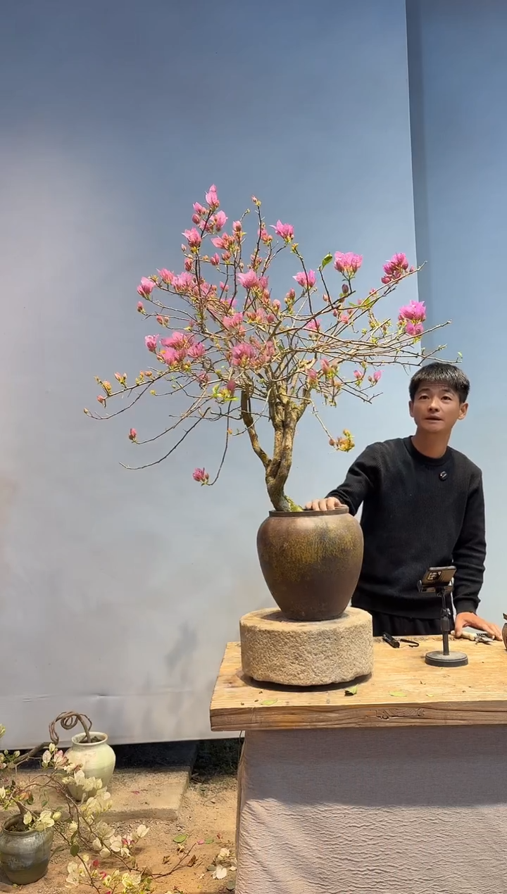 以实际为准三角梅57