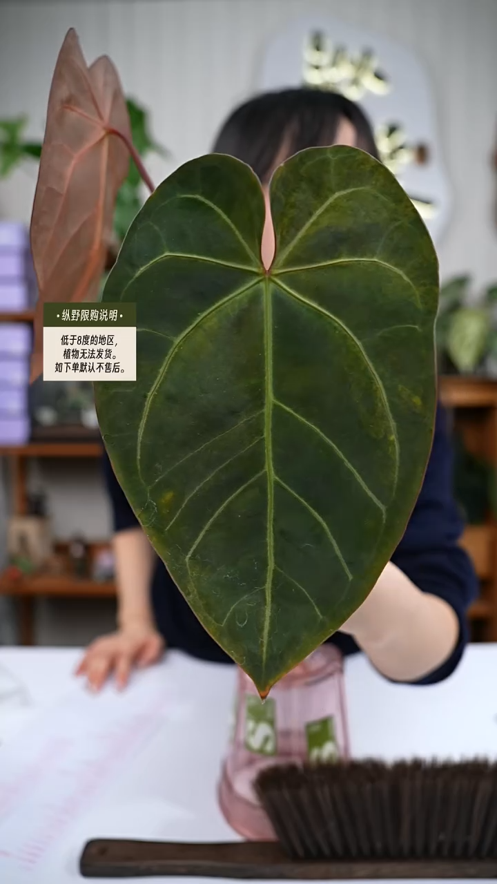 完全开放Y75papi杂