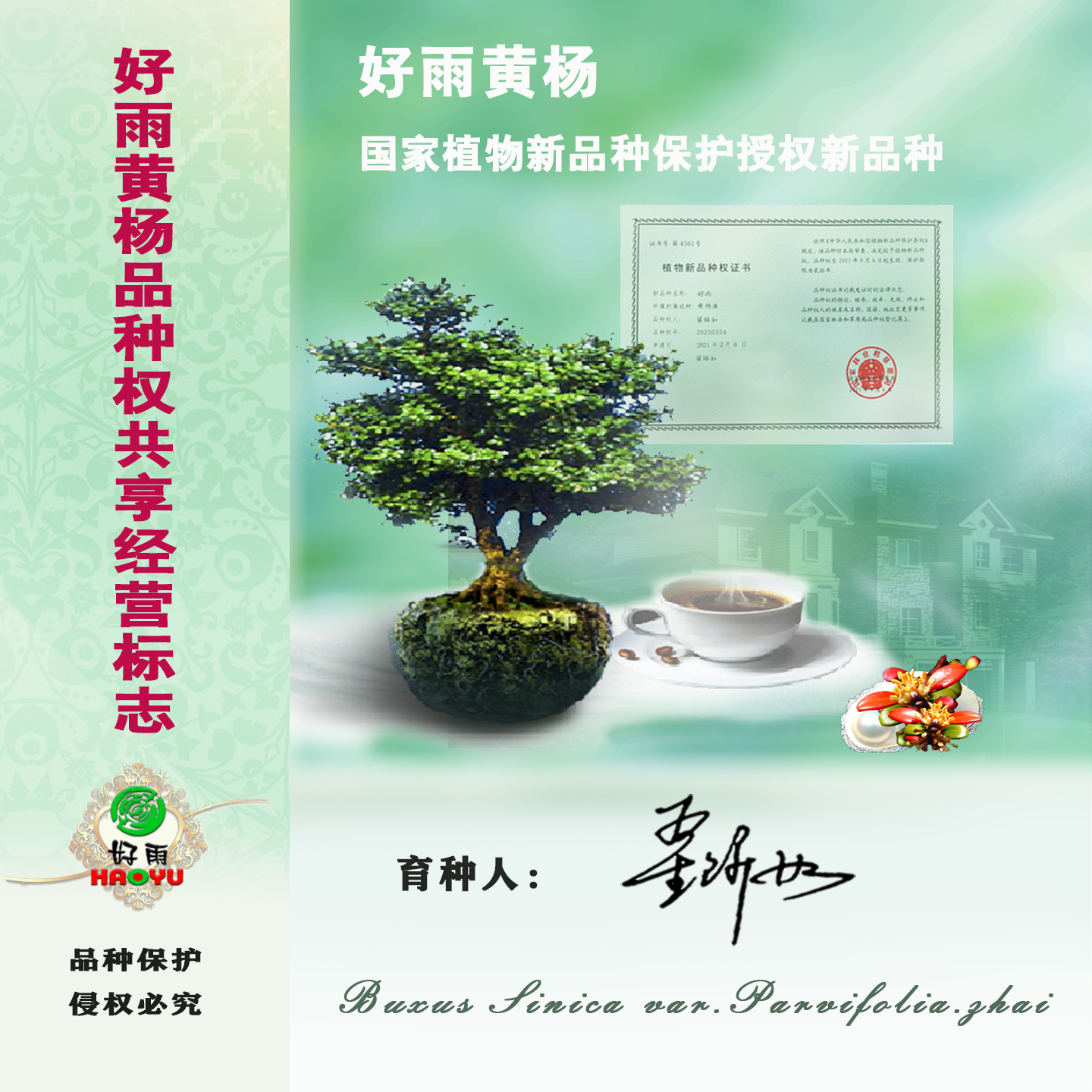 一物一拍好雨珍珠黄杨专用链接（请勿私拍）