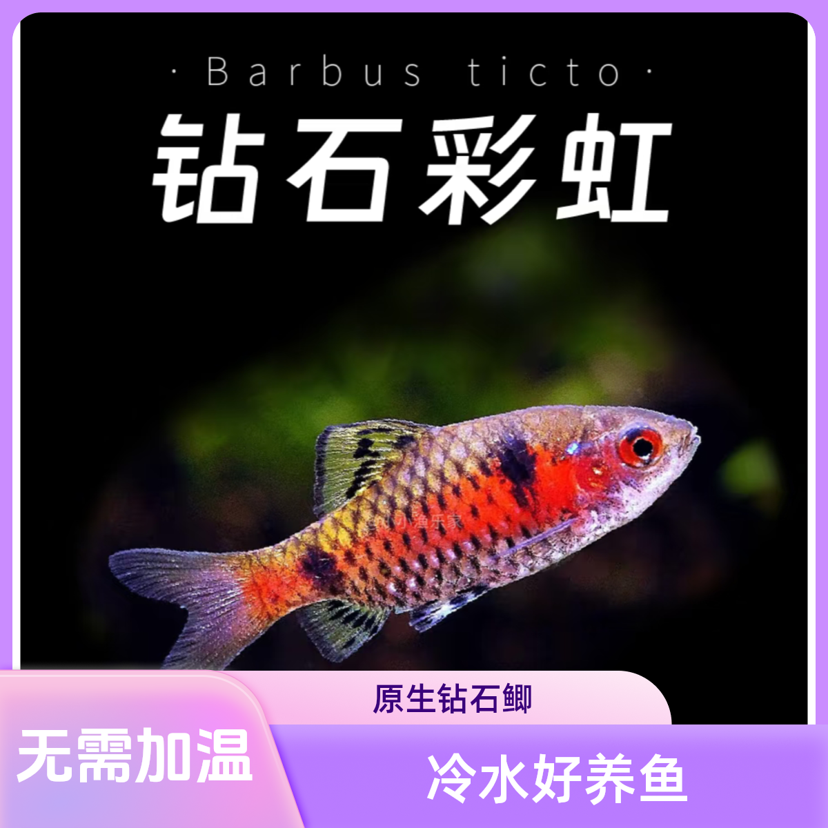 冷水原生钻石彩虹鲫观赏鱼无需加温好养 新手活体群游鱼
