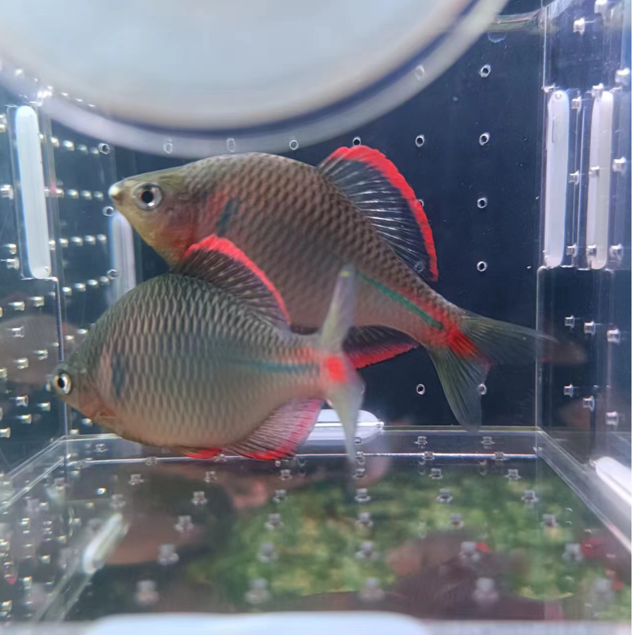 红边鳑鲏金边鳑鲏黄边鳑鲏白边鳑鲏青鳞鱊各种原生鱼一物一拍