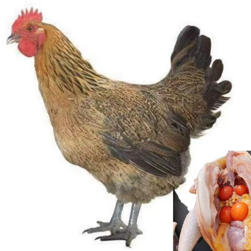 【单只1斤左右】麻羽鸡 农家土鸡 蛋鸡生鲜美味包邮发货