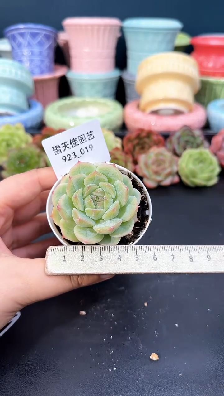 923-019青山（冠幅5cm）