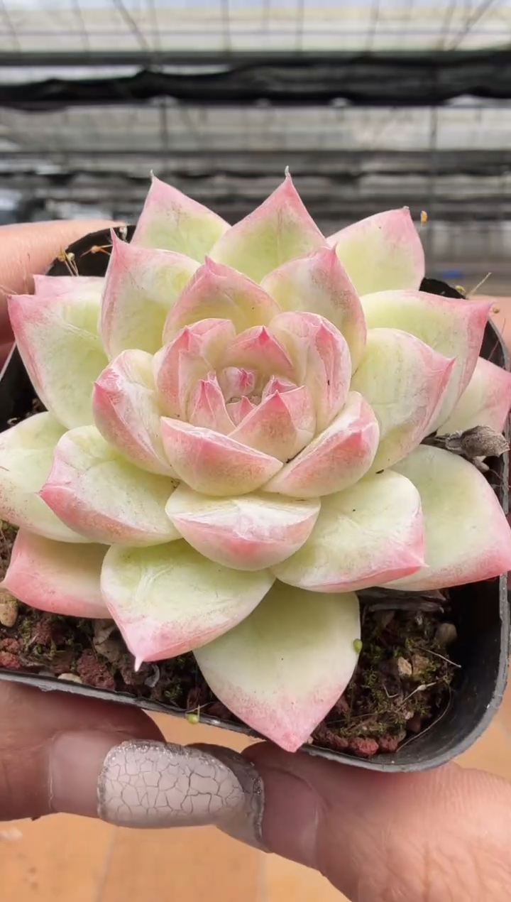 东云多肉园新款-187