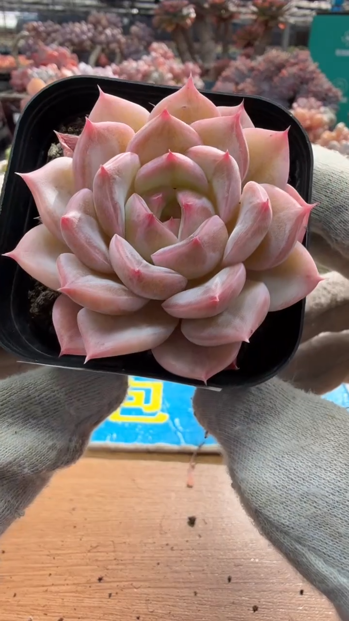 东云多肉园三店-58