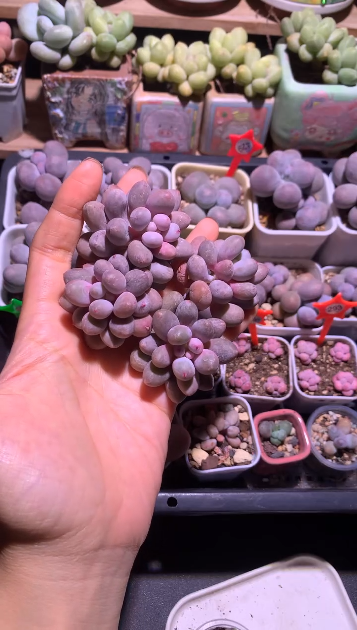 仙子奶单头砍头，20一个头，量拍，拍下可以自选