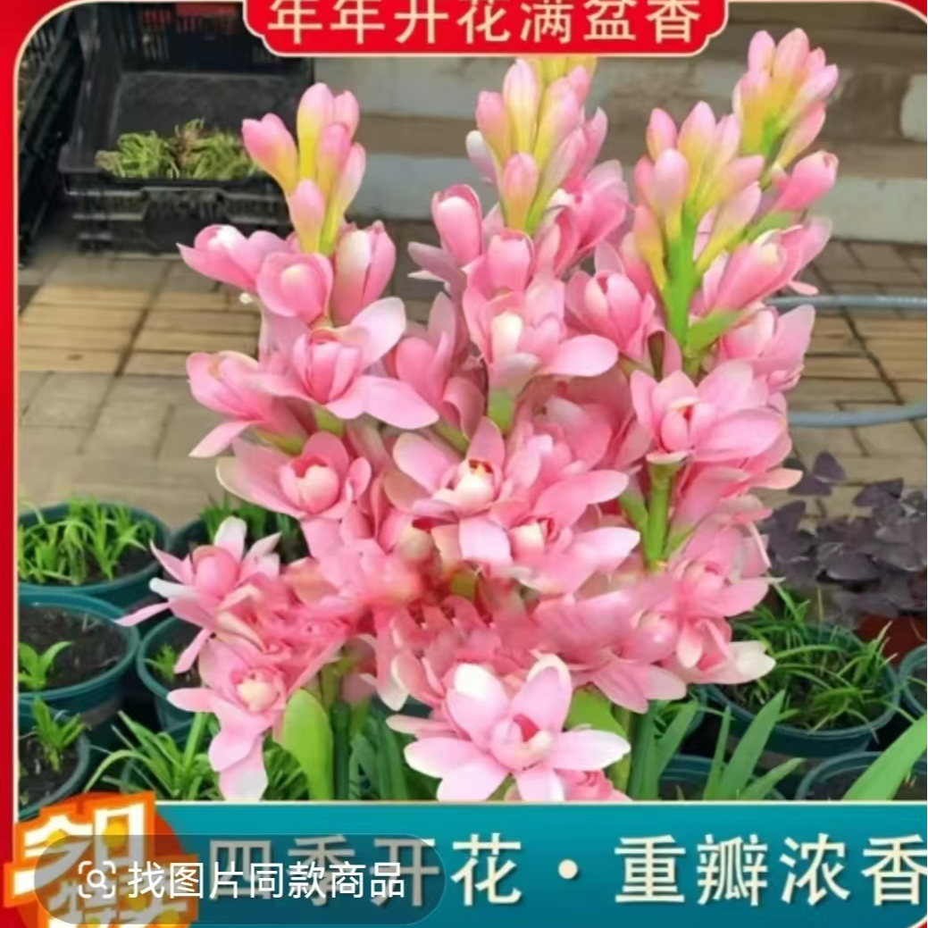 【拍一发三】重瓣晚香玉种球四季种植盆栽阳台